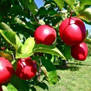 Red Janaprince Elma Ağacı 3 Yaş 100-120Cm