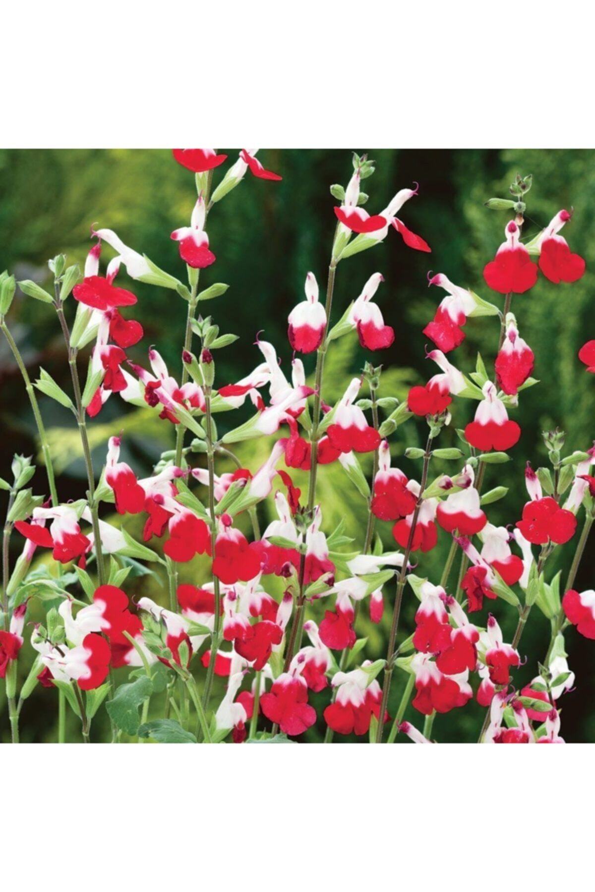 Salvia Hot Lips Süs Adaçayı Fidanı 40Cm-60Cm