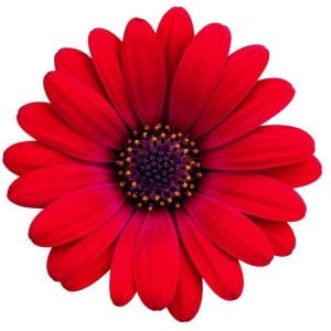 Kırmızı Bodrum Papatyası Çiçeği Fidanı 20Cm-40Cm