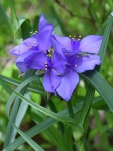 Bahriyeli Çiçeği Tradescantia Ohiensis 30Cm-50Cm