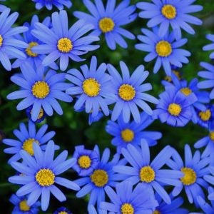 Mavi Papatya Felisya Çiçeği 40Cm-60Cm