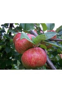 Braeburn Elma Ağacı Tam Bodur 80 Cm