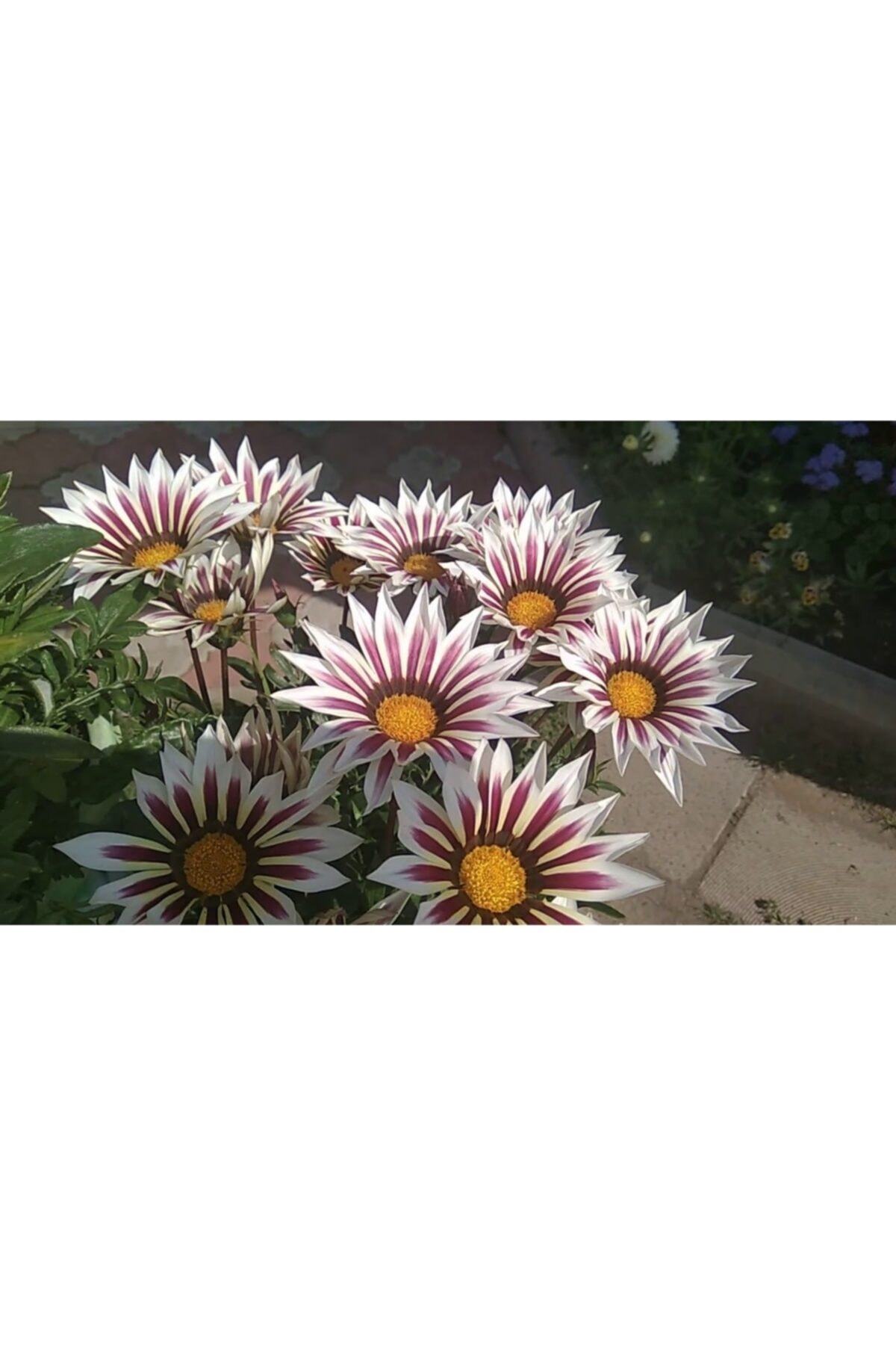 Beyaz Gazanya Çiçeği Fidesi 5Cm-15Cm 30 Adet
