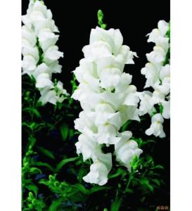 Beyaz Aslanağzı Çiçeği Fidesi 5Cm-15Cm 30 Adet