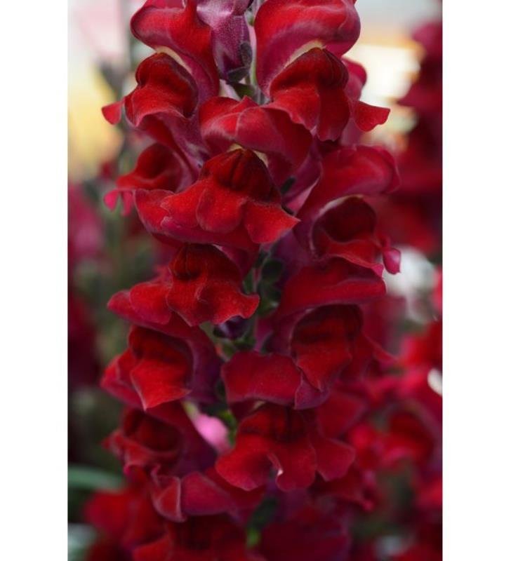 Koyu Kırmızı Aslanağzı Çiçeği Fidesi 5Cm-15Cm 30 Adet