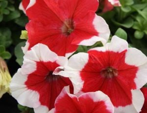 Kırmızı Beyaz Petunya Çiçeği Askılı Saksı