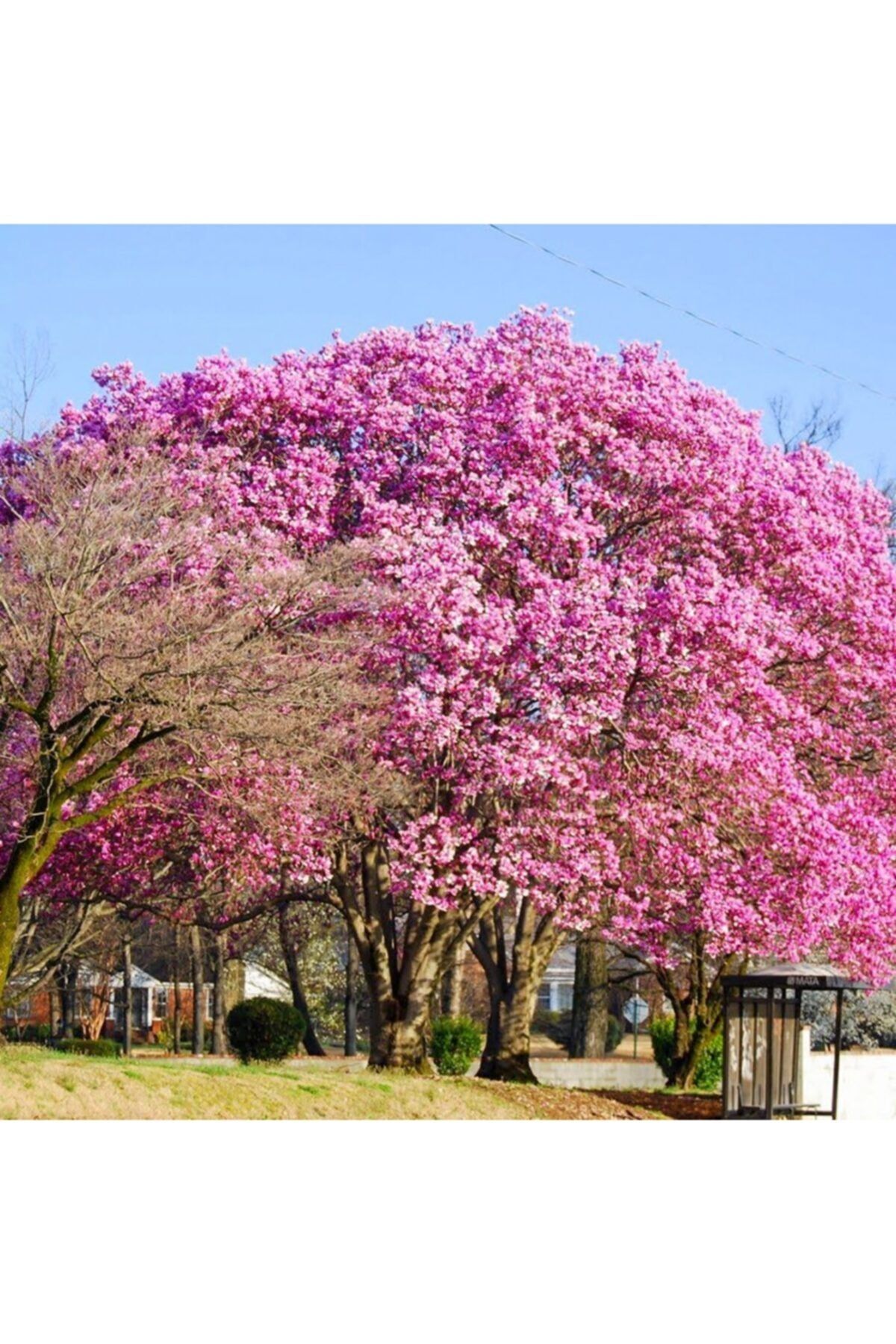 Pembe Çin Kavağı Pavlonya 150Cm-200Cm