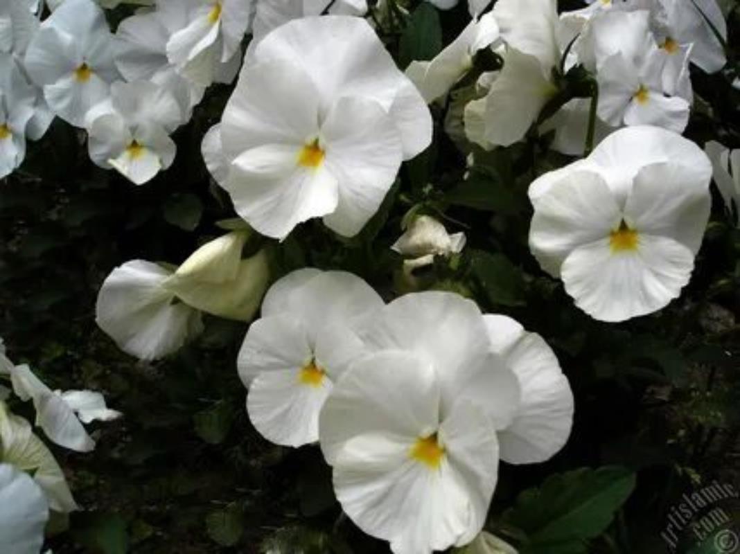 Beyaz Hercai Çiçeği Fidesi 5Cm-15Cm 10 Adet