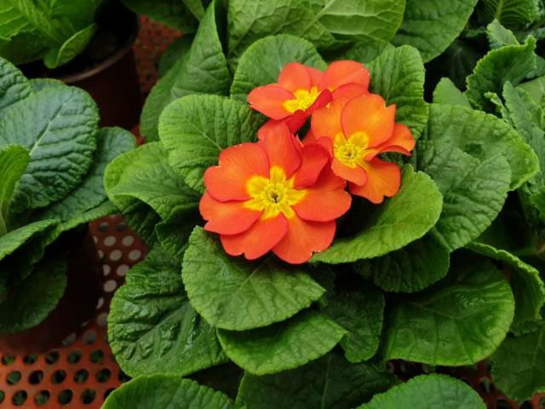 Kavun İçi Rengi Çuha Çiçeği Fidanı 5-15Cm