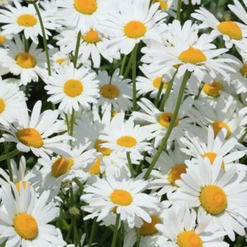 Beyaz Papatya Margarit Çiçeği Fidanı 40Cm-60Cm
