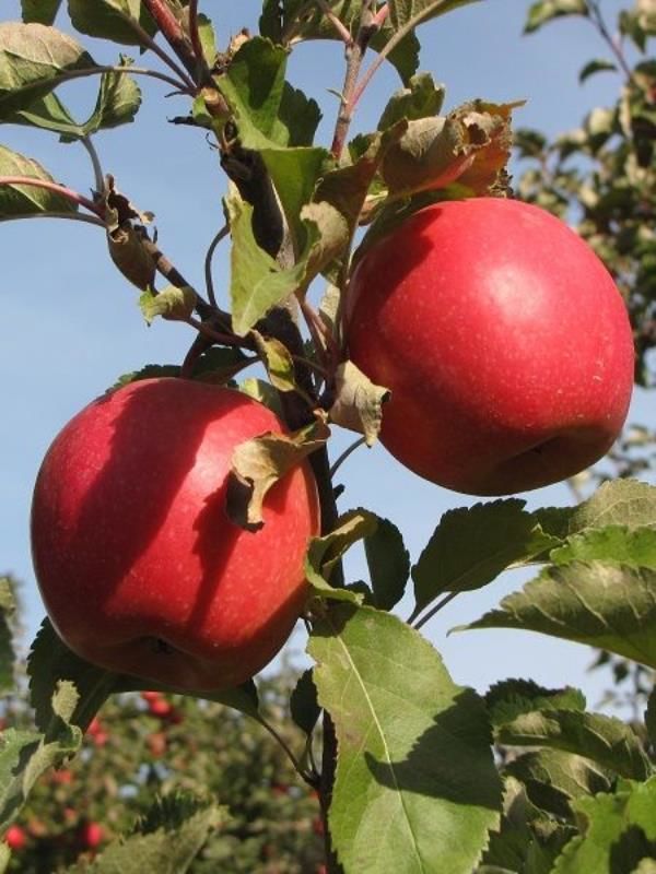 Ekşi Pembe Elma Ağacı 5 Yaş 150-200Cm