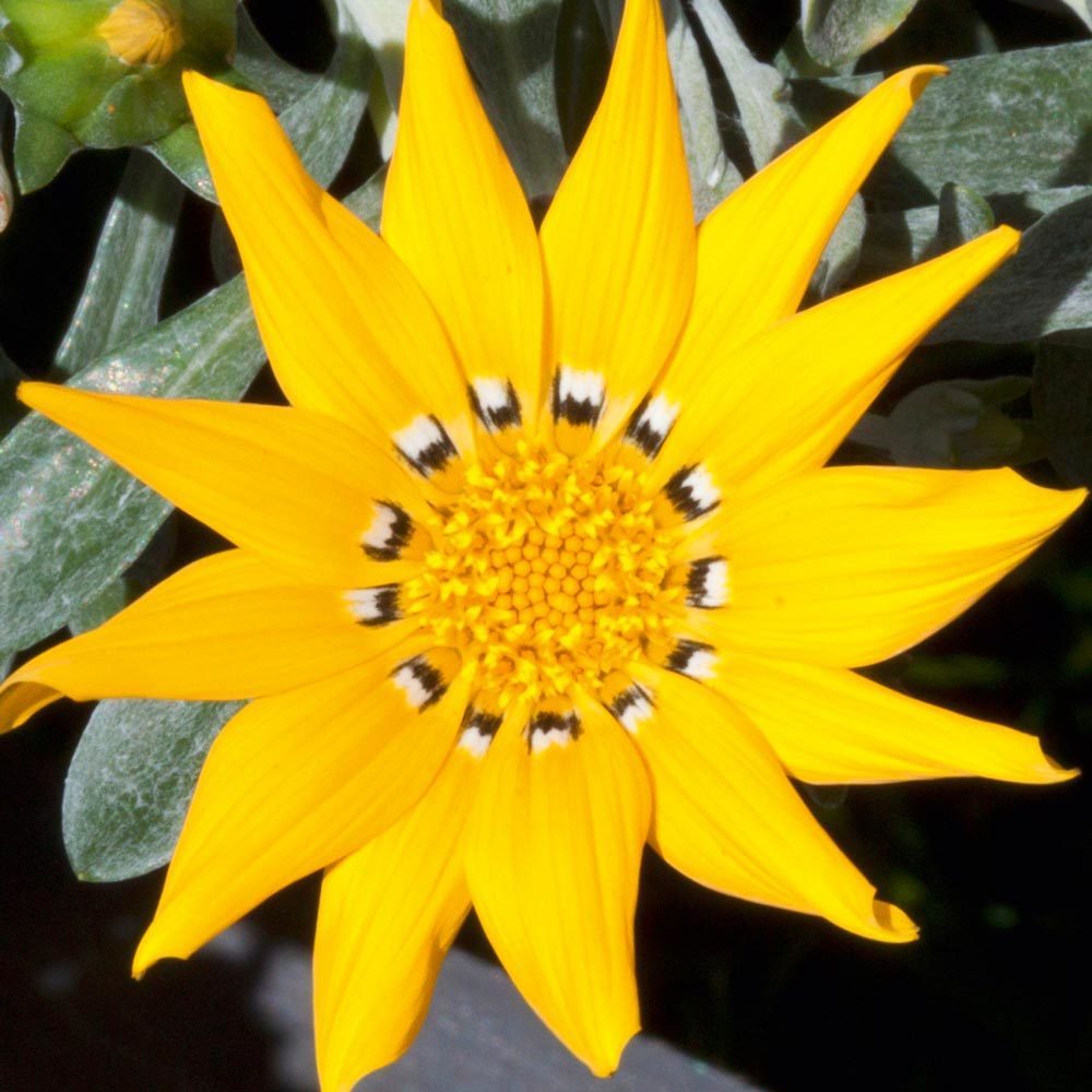 Sarı Gazanya Çiçeği Fidesi 5Cm-15Cm 10 Adet