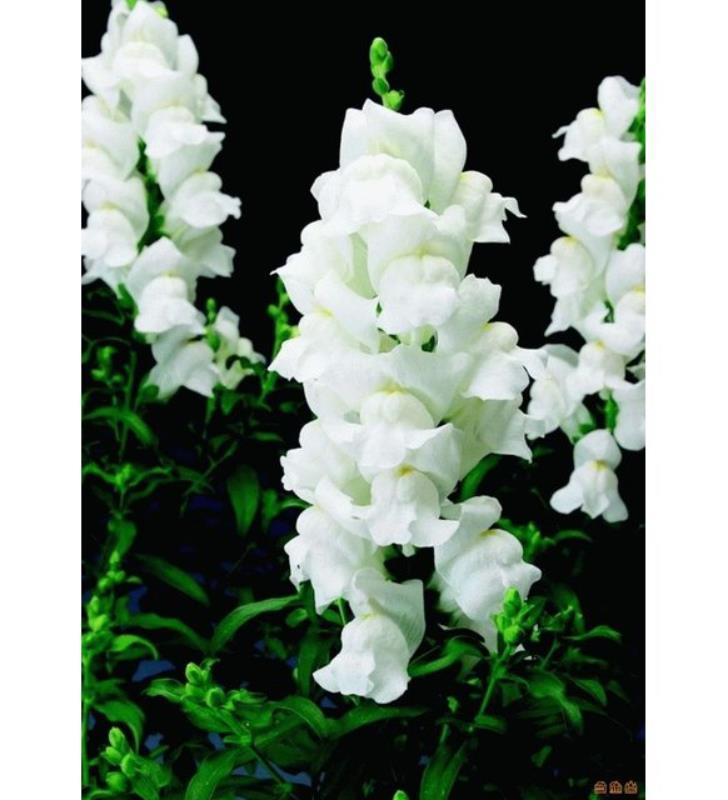 Beyaz Aslanağzı Çiçeği Fidesi 5Cm-15Cm 10 Adet
