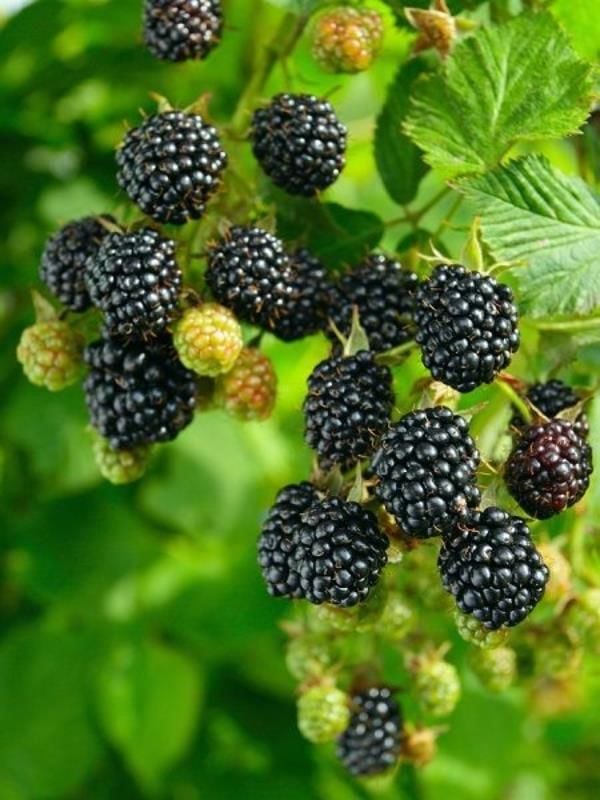 Dikensiz Böğürtlen Rubus Fidanı 80-100Cm