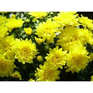 Sarı Bodur Kasımpatı Çiçeği 20Cm-40Cm - Krizantem