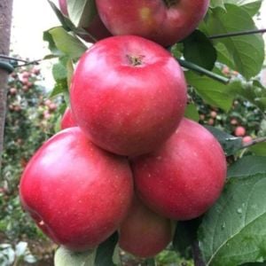 Pembe Elma Ağacı Tam Bodur 80 Cm