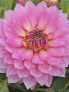 Pembe Dahlia Çiçeği 20Cm-40Cm