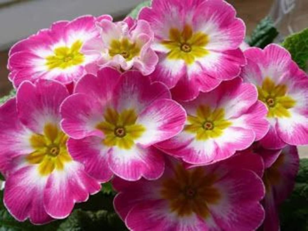 Pembe Beyaz Çuha Çiçeği Fidanı 5-15 Cm