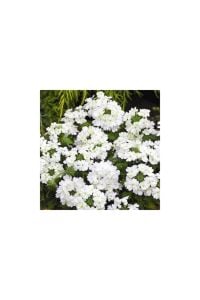 Beyaz Yer Minesi Çiçeği 20Cm-40Cm