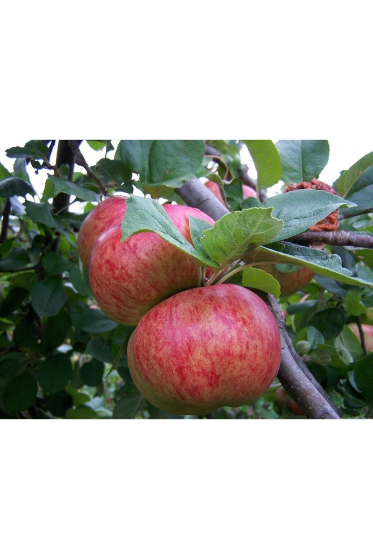 Braeburn Elma Ağacı Fidanı 5 Yaş 150 Cm 200 Cm