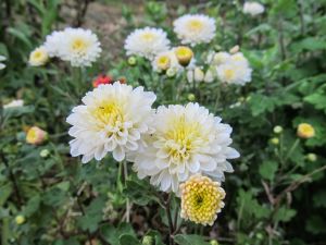 Beyaz Bodur Kasımpatı Çiçeği 20Cm-40Cm - Krizantem
