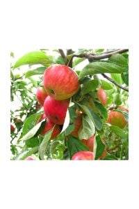 Erken Kırmızı Elma Ağacı 5 Yaş 150 Cm 200 Cm