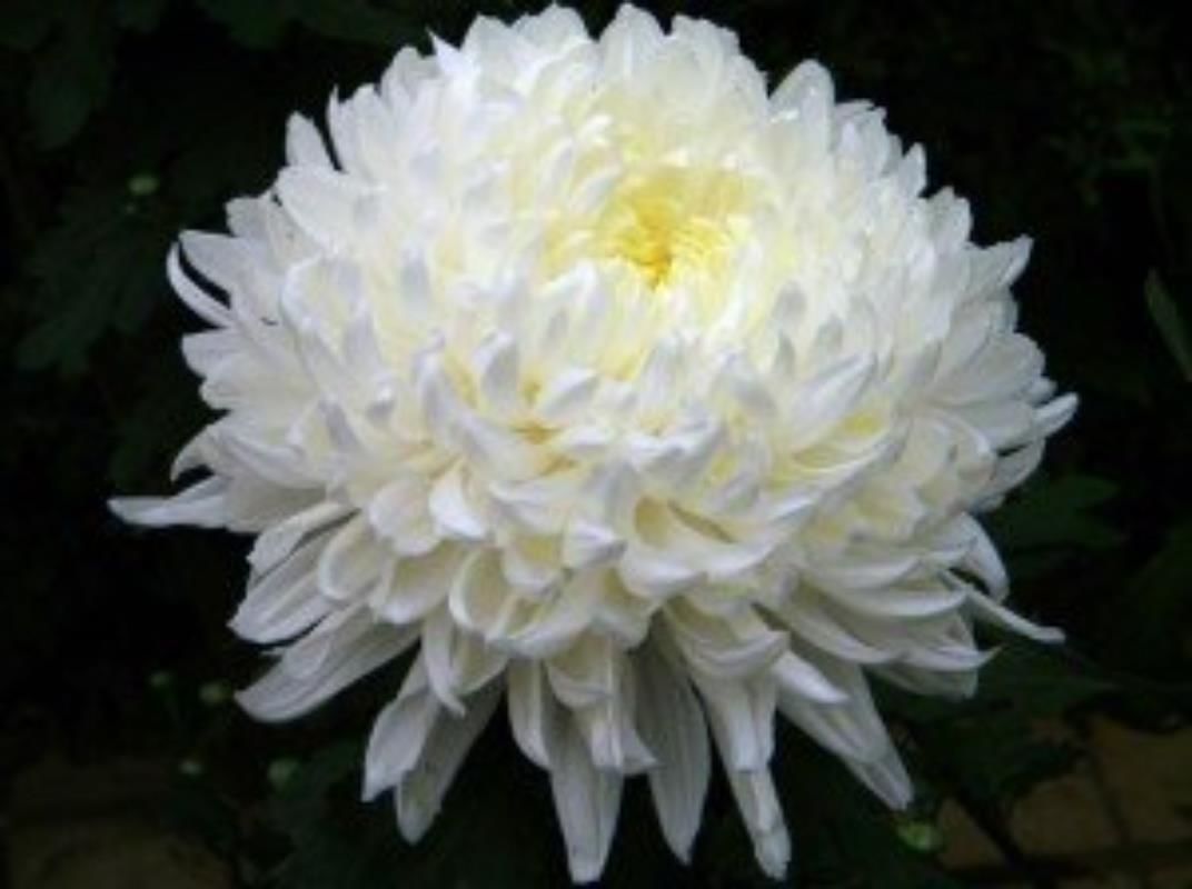 Beyaz İri Kasımpatı Çiçeği 40Cm-60Cm - Krizantem