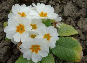Beyaz Çuha Çiçeği Fidanı 5-15Cm