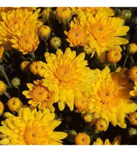 Açık Sarı Bodur Kasımpatı Çiçeği 20Cm-40Cm - Krizantem