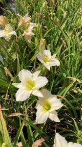 Hemerocallis Çiçeği - Beyaz Ortanca Küçük Boy İthal