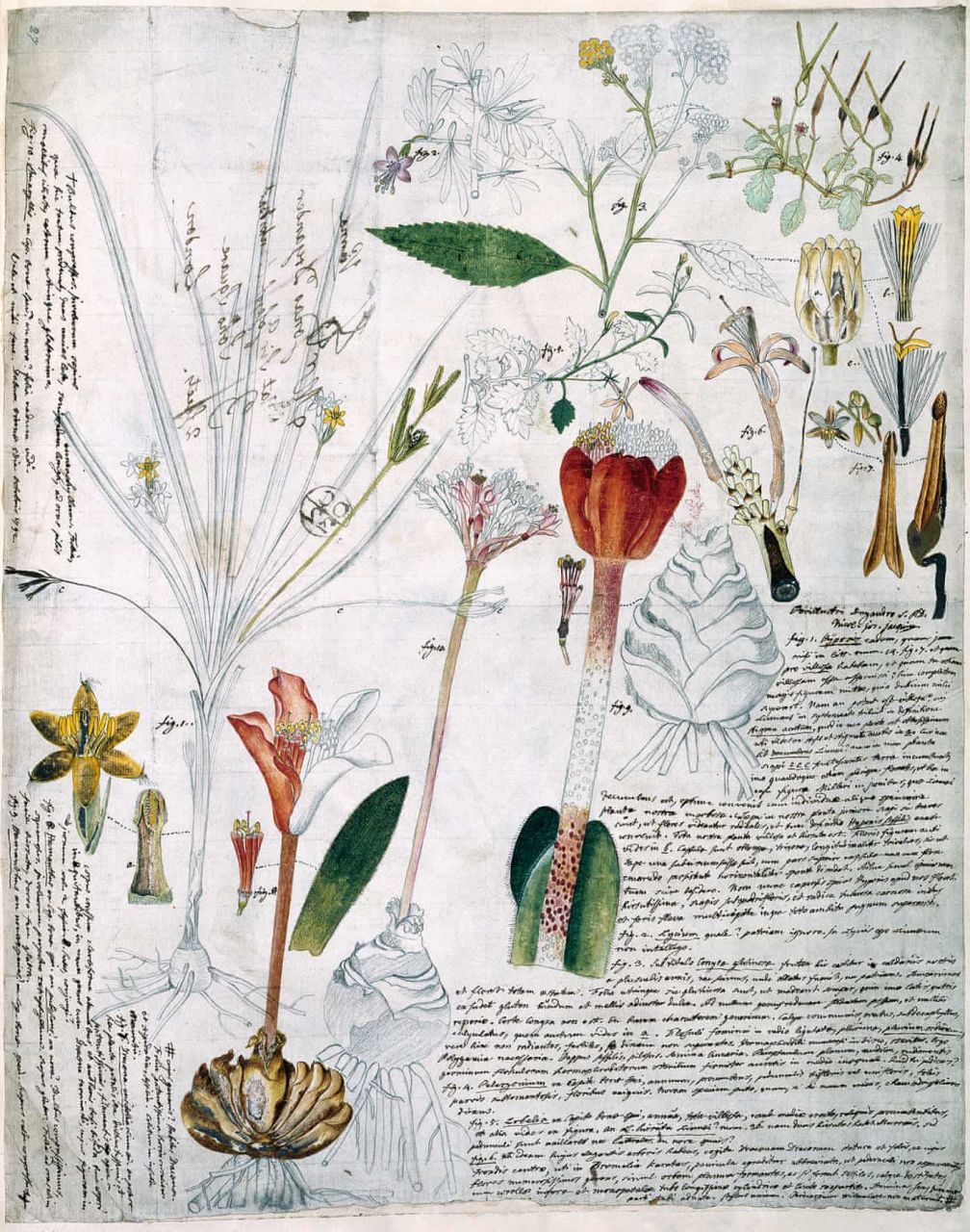 Eski Çağlarda Botanik