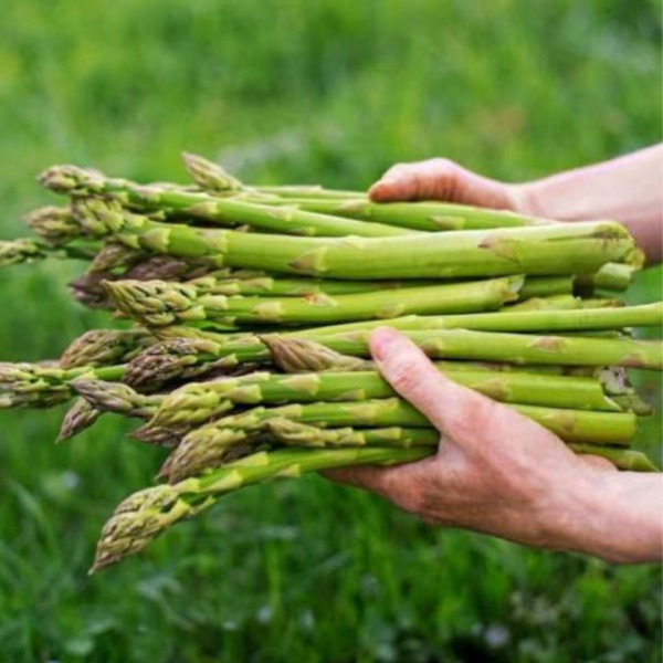 Chefline Yeşil Kuşkonmaz 500 gr (Asparagus)