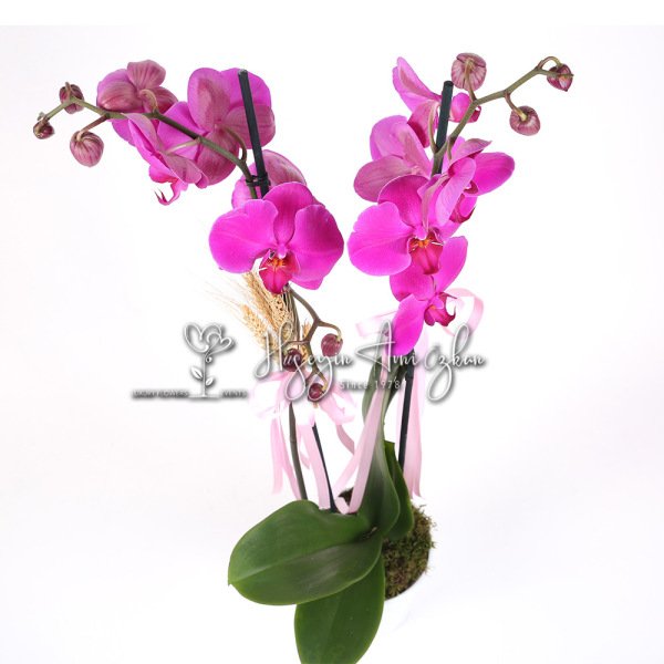 Fuchsia Phalaenopsis Orchid