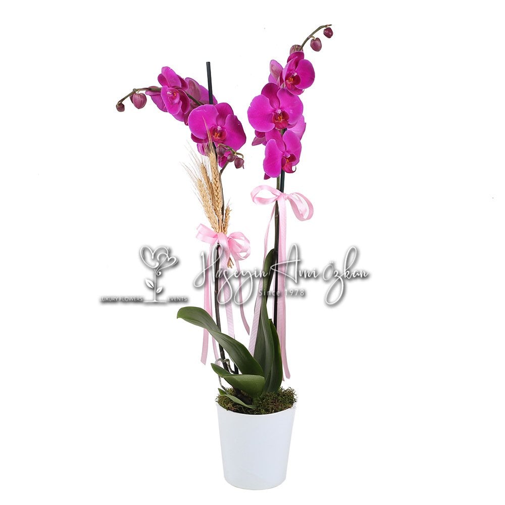 Fuchsia Phalaenopsis Orchid