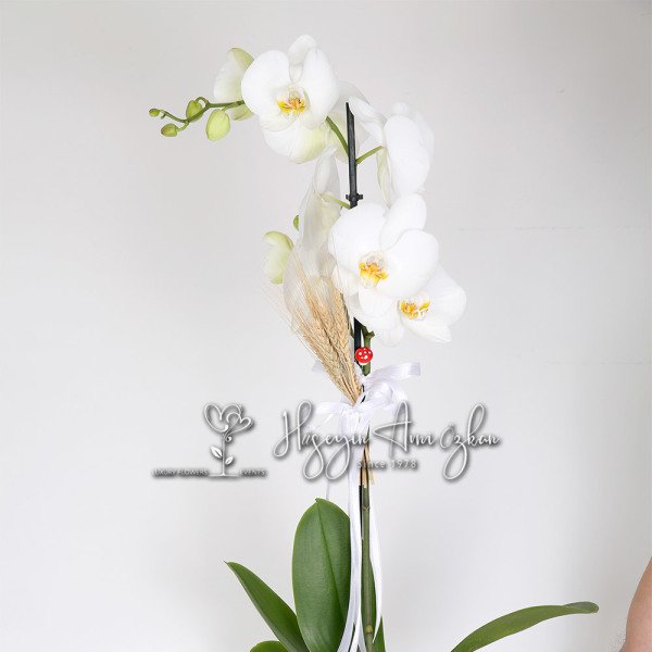 White Phalaenopsis