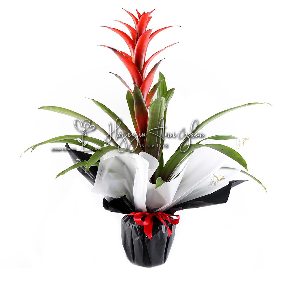 Guzmania