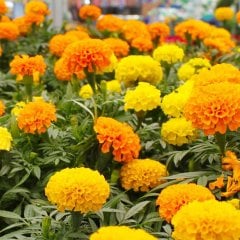 Turuncu-Sarı Kadife Çiçeği Tohumu-50 Tohum