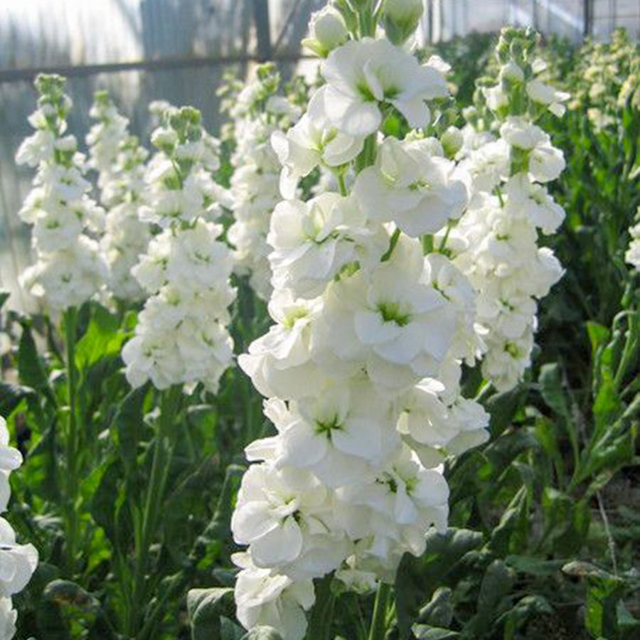White Beyaz (Kokulu) Şebboy Çiçeği Fidesi-3 Adet