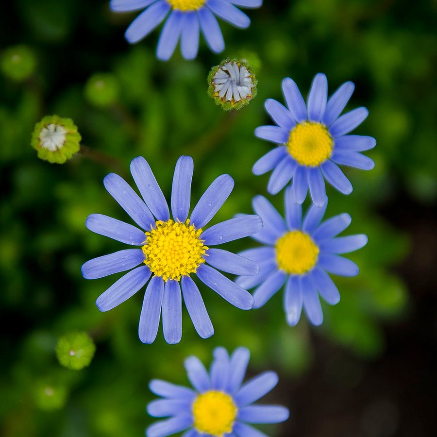 Çok Yıllık Herdem Yeşil Mavi Papatya Çiçeği Fidesi-3 Adet
