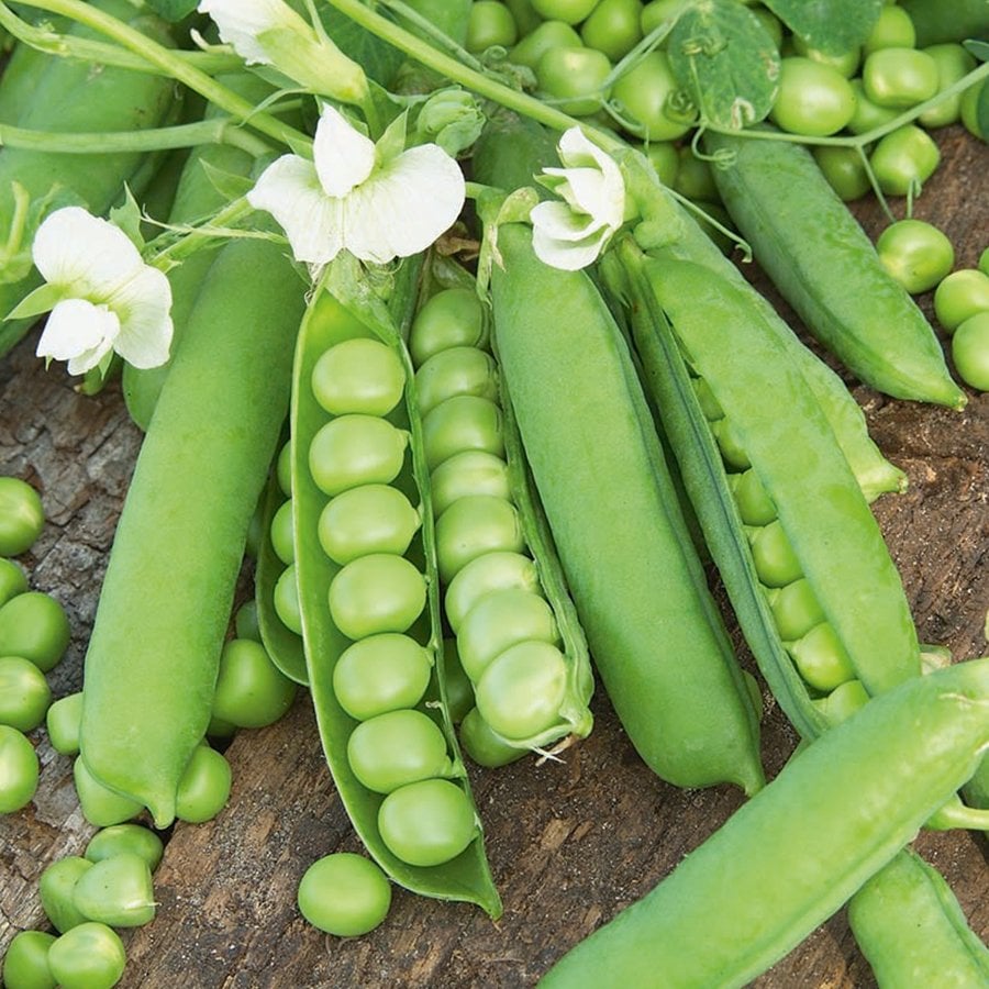 Büyük Taneli Bezelye Tohumu-50 Gram