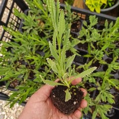 Lavandula Angustifolia Lavanta Fidesi-2 Adet