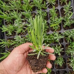 Lavandula Intermedia Lavanta Fidesi-2 Adet