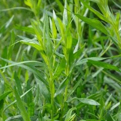 Artemisia Dracunculus Pfefferkorn (Anasonlu)Tarhun Otu Fidesi-2 Adet