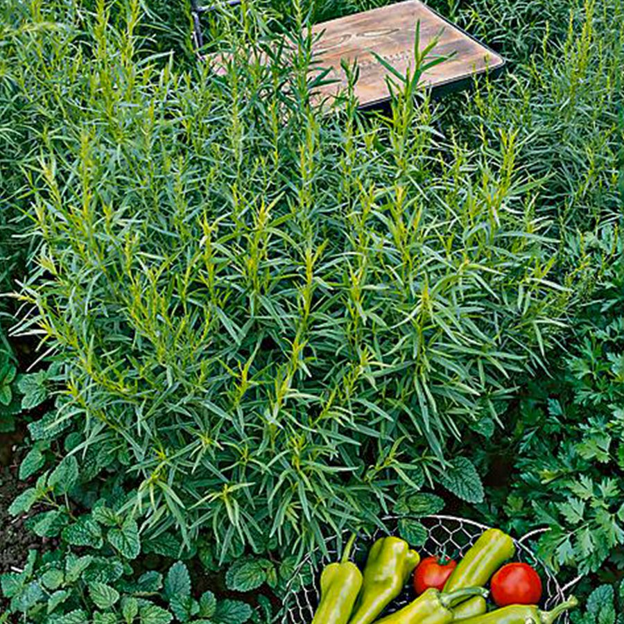 Artemisia Vienco Anason Aromalı Fransız Tarhun Otu Fidesi-2 Adet