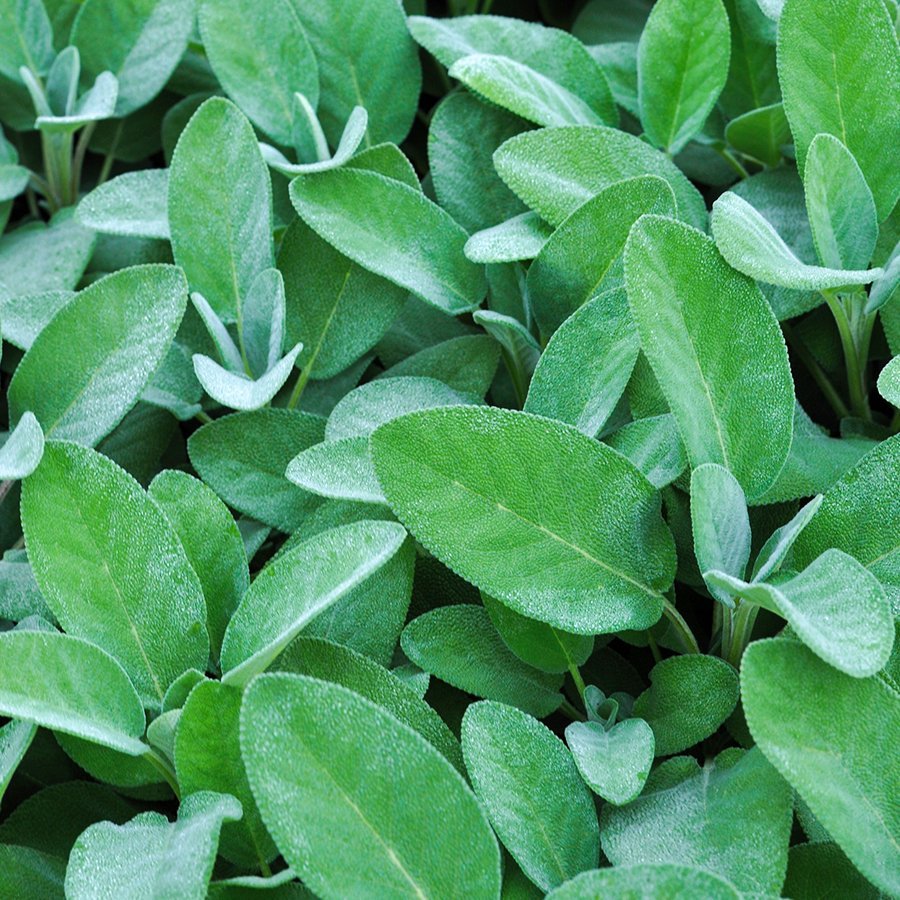Saksıda Salvia Officinalis Culinaria Gümüş Adaçayı Fidanı