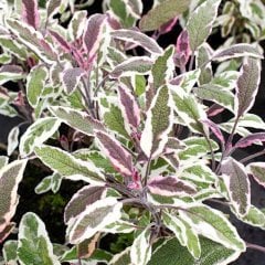 Saksıda Salvia Officinalis Hexenmantel 3 Renkli Adaçayı Fidanı