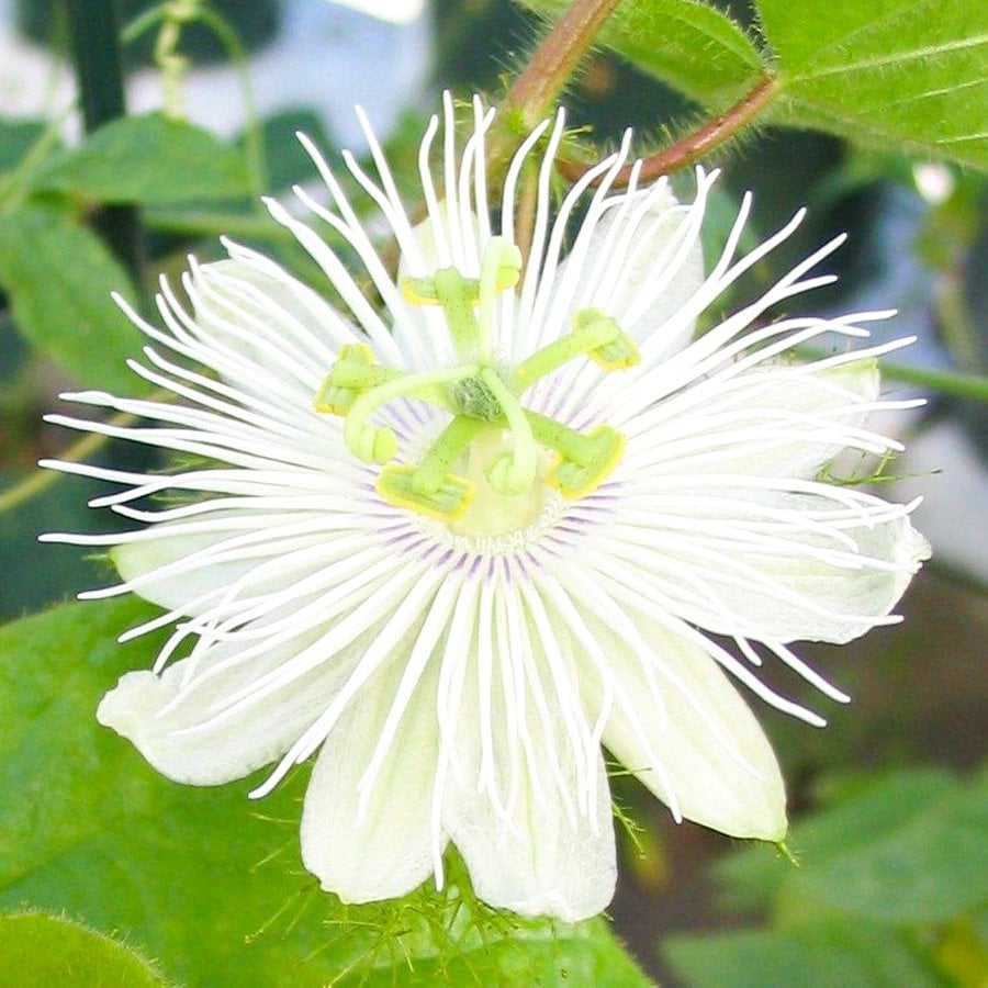 Tüplü Passiflora Foetida Çarkıfelek Maruçya Sarmaşığı Fidanı