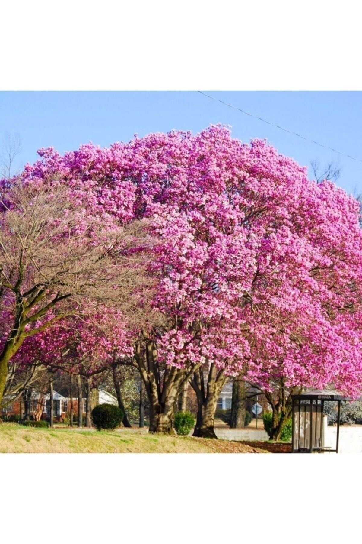 Dünya'nın En Hızlı Büyüyen Ağacı-5adet- Pembe Paulownia Fidesi