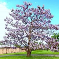 Kokulu Paulownia Ağacı Fidanı