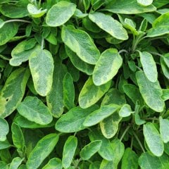 Salvia Officinalis Goldblatt Altın Adaçayı Fidesi-2 Adet